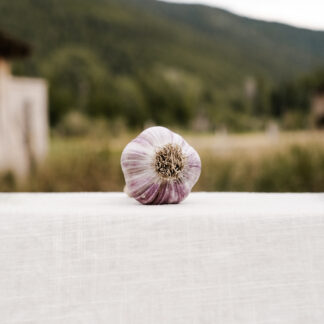 Russian Elephant Garlic
