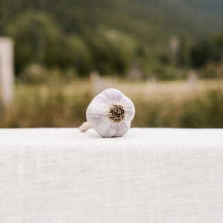 Siberian Garlic